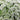 Nettle