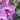 Orchid