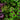 Oxalis