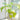 Philodendron