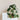 Pilea