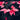 Poinsettia