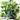Easy Care Houseplants