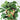 Rare House Plants