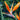 Strelitzia