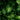 Syngonium