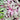 Tradescantia