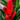 Vriesea