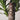 Yucca