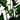 ZZ Plant