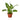 Dieffenbachia Camille - 4" Pot - NURSERY POT ONLY