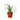 Palm Ponytail - 4" Pot - NURSERY POT ONLY