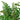 Mahogany Fern