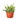 Rat Tail Cactus