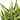 Rat Tail Cactus