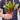 Croton Petra 'Joseph's Coat' - House Plant Shop