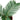 Sago Palm - In 6" Pot