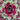 Sempervivum 'Loved'