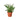 Mahogany Fern