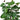 Aralia Fabian Stump 'Polyscias Scutellaria'
