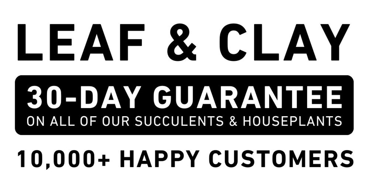 Wholesale Eligible Plants Leaf & Clay