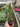 Drooping Prickly Pear Cactus