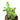 Milkstripe Euphorbia