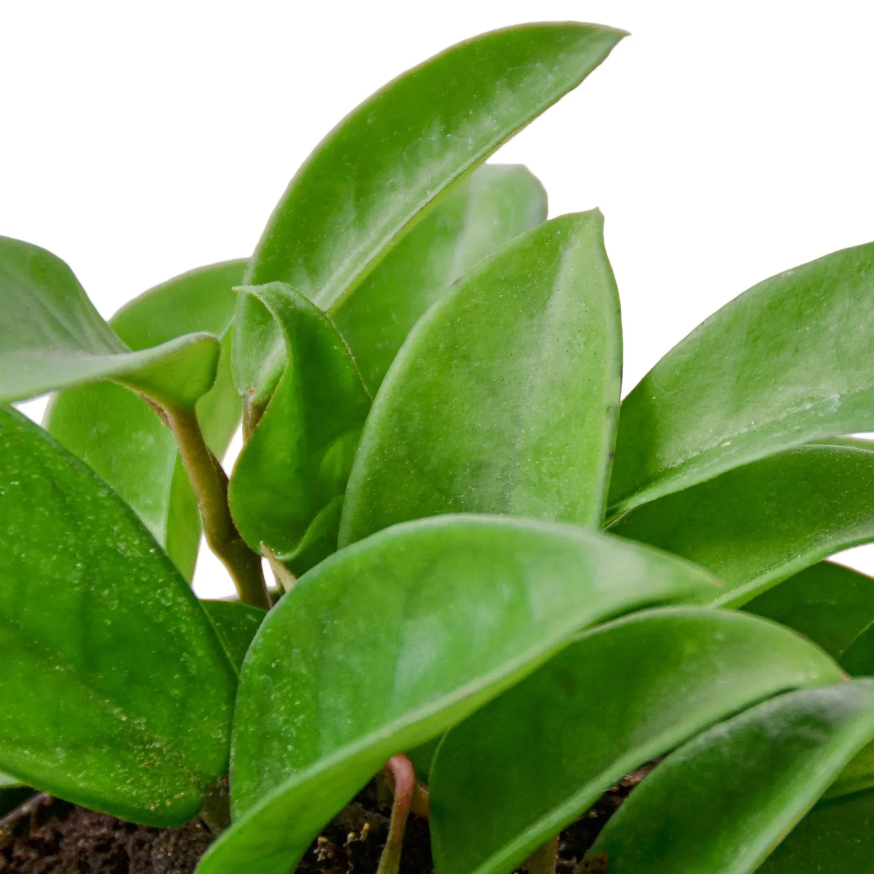 Hoya Carnosa 'Wax Plant'