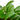 Hoya Carnosa 'Wax Plant'