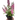 Angelonia