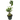 Ant Plant