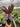 Cordyline 'Calypso Queen'