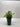 Dianthus