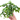 Fern 'Nicolas Diamond'