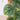 Monstera 'Dubia' (Shingle Plant)