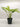 Monstera Adansonii 'Swiss Cheese Neon'