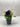 Pansy