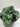 Peperomia Greyhound