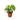 Philodendron 'Fuzzy Petiole'