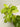 Philodendron 'Lemon Lime'