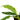 Philodendron 'Narrow Escape'