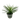 Succulent Agave Twin Flower