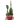 Succulent Prickly Pear Cactus