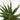Succulent Gasteria Zimflora