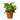 English Ivy Green California - 4" Pot - NURSERY POT ONLY