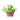 Sedum 'White Stone Crop' Succulent