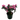 Azalea (Rhododendron)