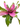 Bromeliad 'Donna'