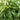 Fern Rosy Maidenhair