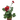 Geranium Red